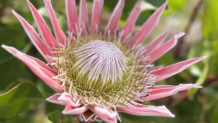  South African Fynbos Floral Kingdom