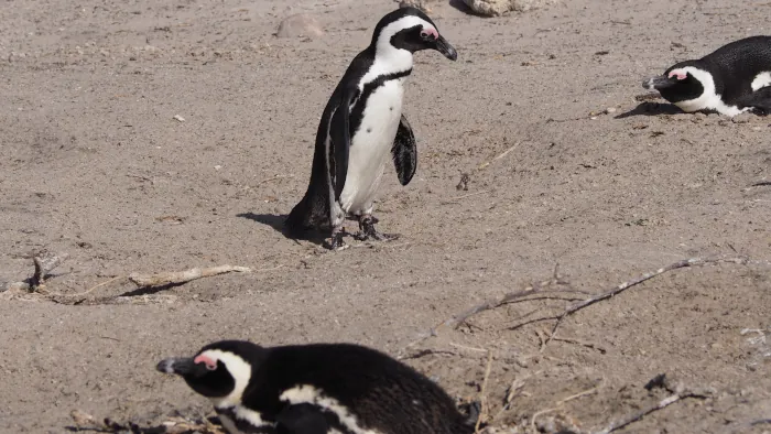 South African Marine and coastal ecosystems