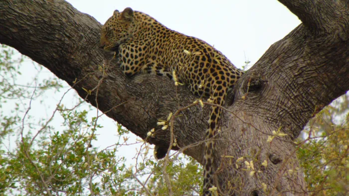 South African Savanna Bushveld