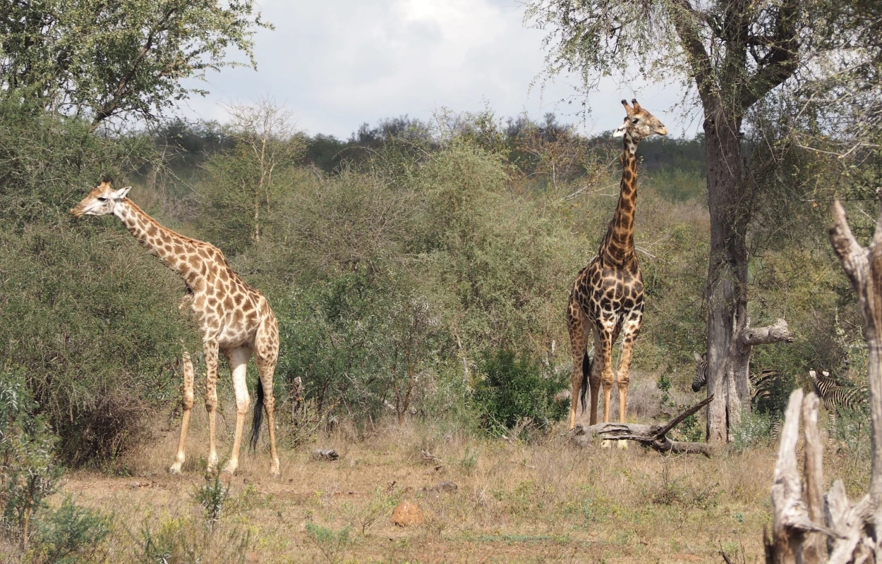 Ukuthula Game Reserve
